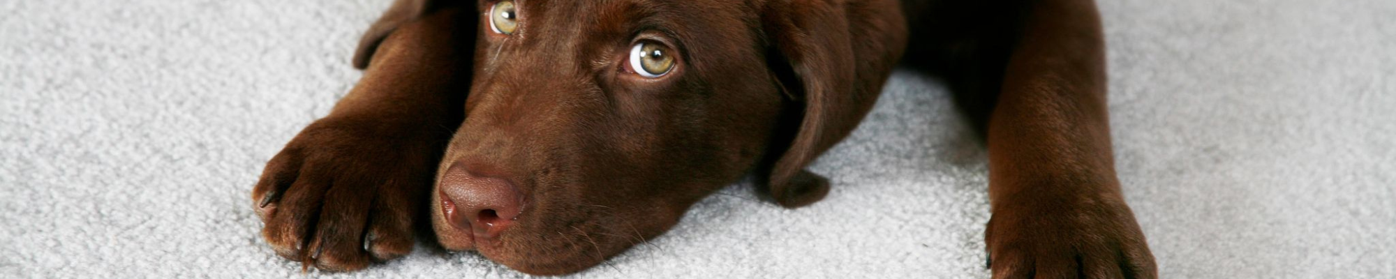 Brown dog on carpet